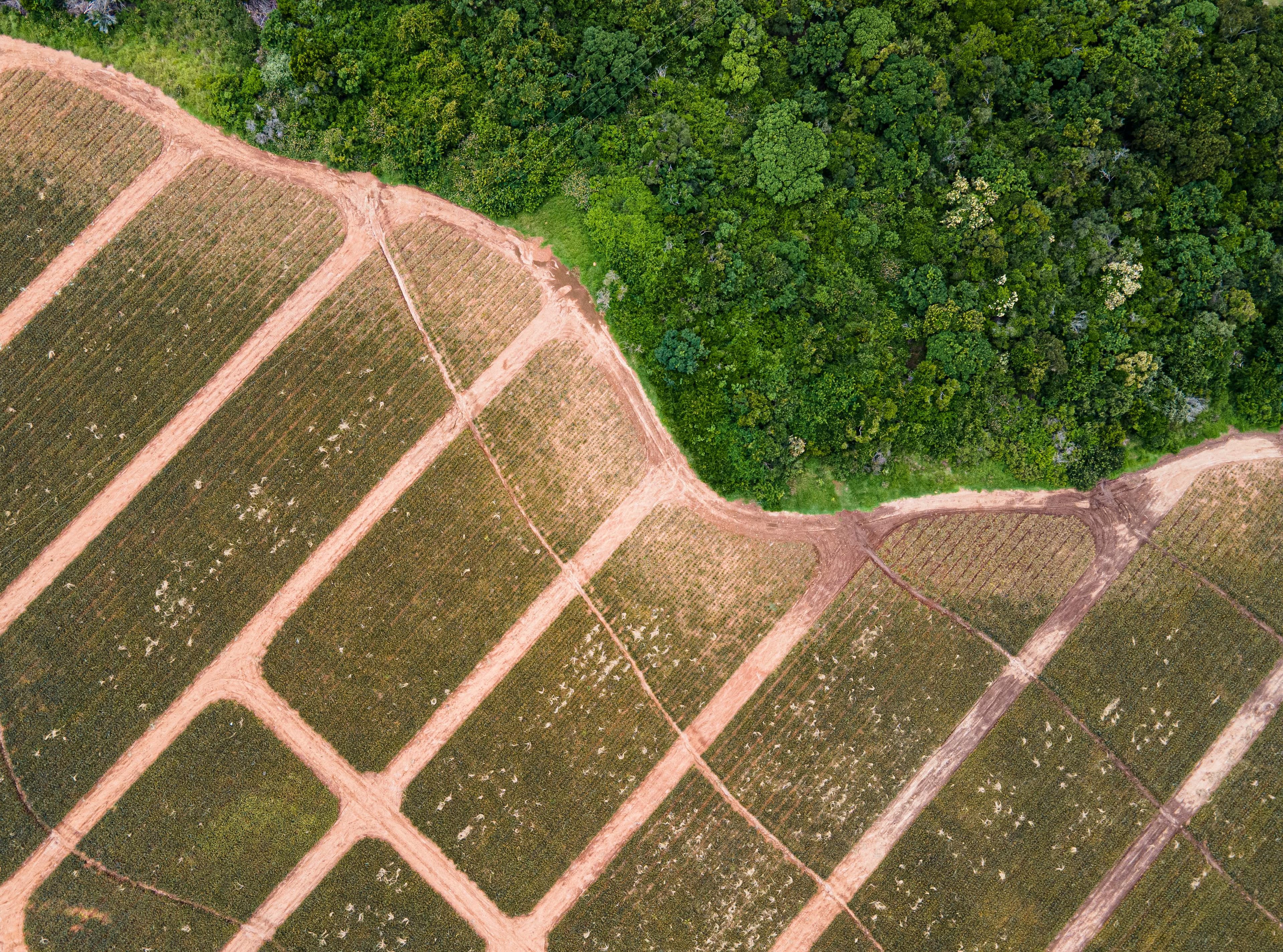 Drone sobrevoando plantio florestal